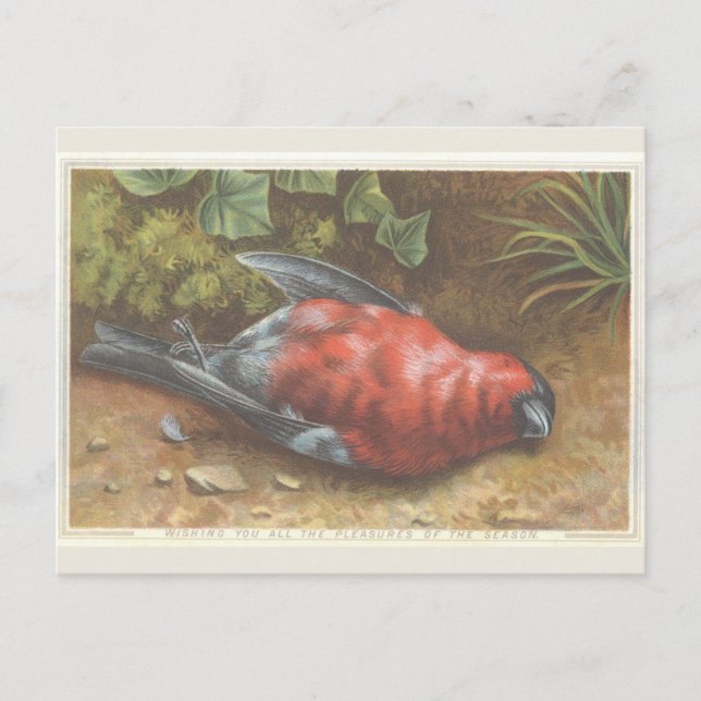 Postale Carte de Noël Victorian Dead Bird (Devant)