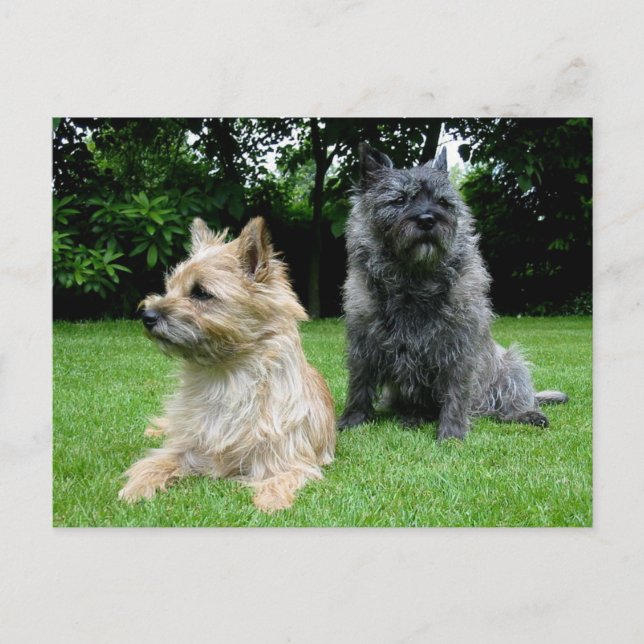 Postale Carte de poste blanche pour chien chiot de Cairn T (Devant)