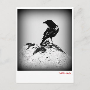 Postale Carte de poste du corbeau