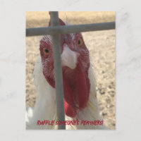 Carte de poulet qui hérisse les plumes