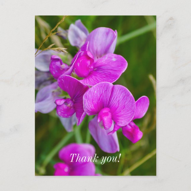 Postale Carte de remerciement aux Orchidées Violettes (Devant)