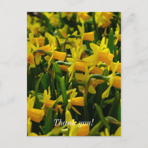 Postale Carte de remerciement de la famille des jonquilles