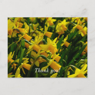 Postale Carte de remerciement Famille de jonquilles
