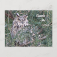 Carte de remerciement Hibou à longues oreilles
