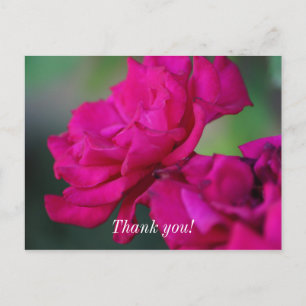 Postale Carte de remerciement Rose rose épanouie
