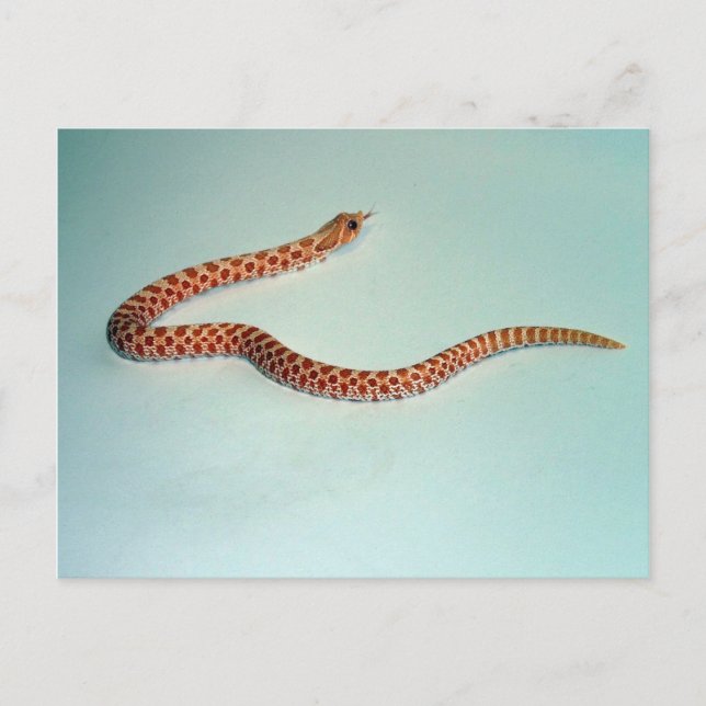 Postale Carte de serpent à nez d'albinos pour bébé (Devant)
