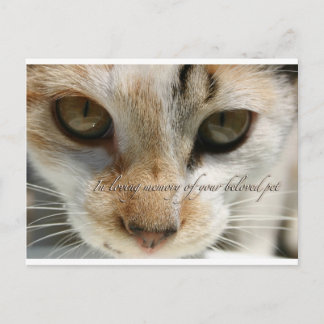 Postale carte de sympathie du chat
