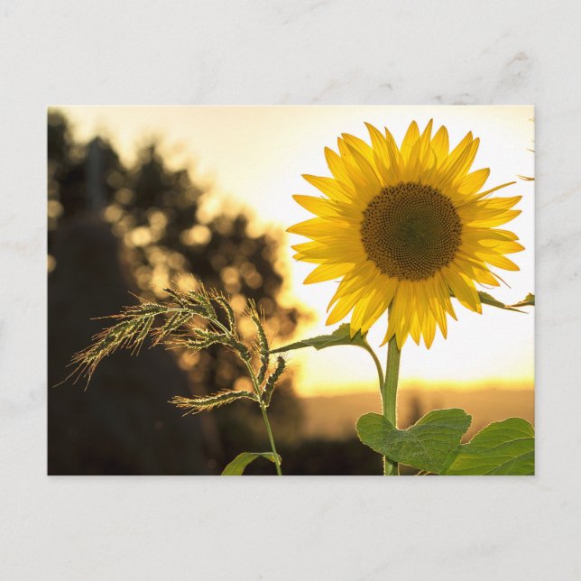 Postale Carte de tournesol (Devant)