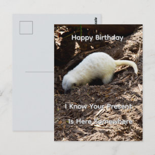 Postale Carte de vœux d'anniversaire avec suricate blanc b