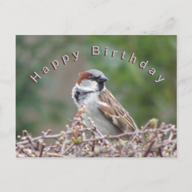 Postale Carte de vœux d'anniversaire avec un moineau migno (Devant)