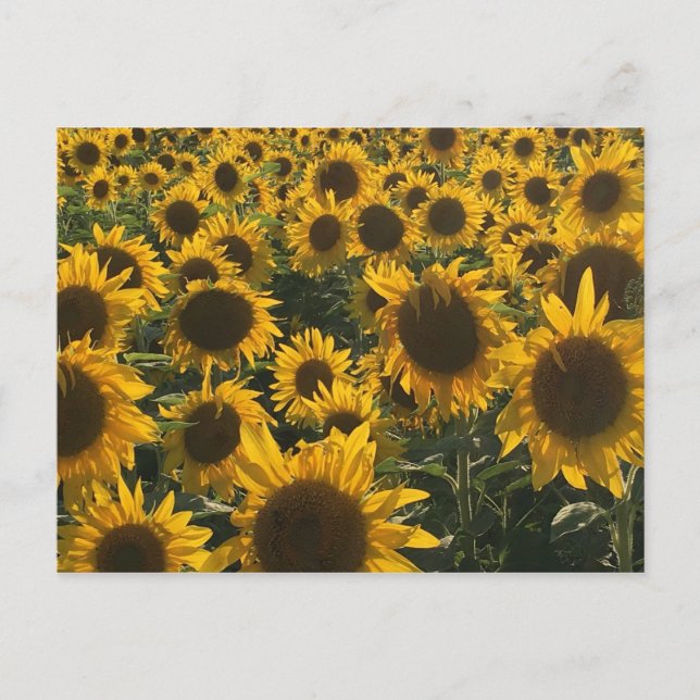 Postale Carte de voeux Sunflower (Devant)
