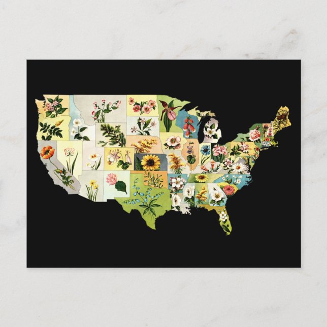 Postale Carte des fleurs des États-Unis (Devant)