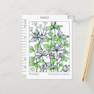 Postale Carte d'étude sur les plantes d'épices de persil M