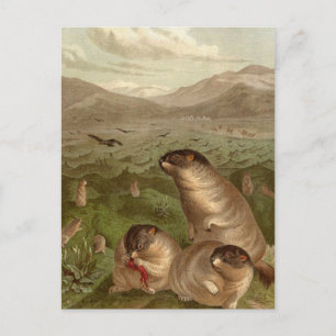 Postale Carte d'illustration couleur marmotte vintage