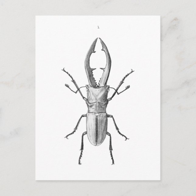 Postale Carte d'illustration du scarabée vintage (Devant)