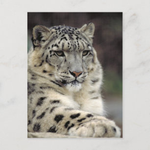 Postale Carte d'information Leopard des neiges