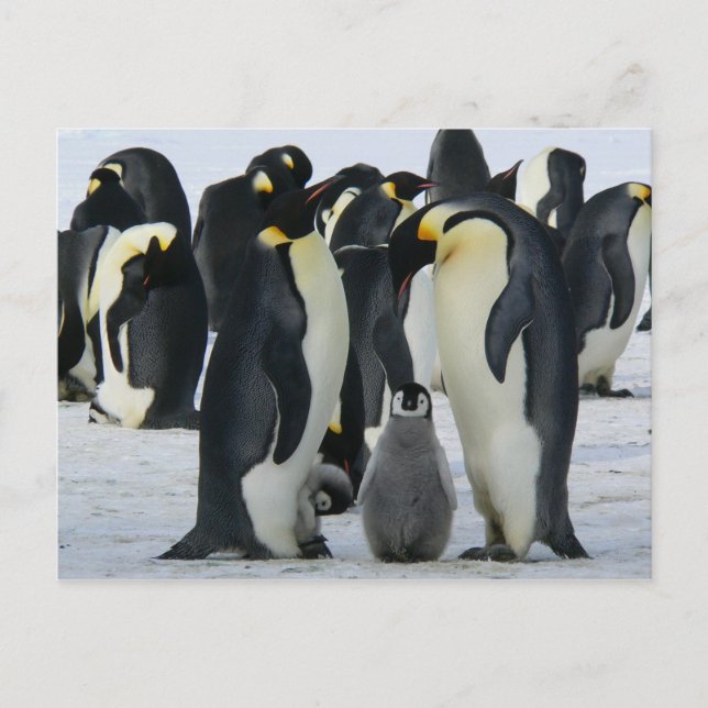 Postale Carte famille Penguin (Devant)