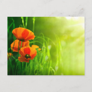 Postale Carte - fleurs de coquelicots