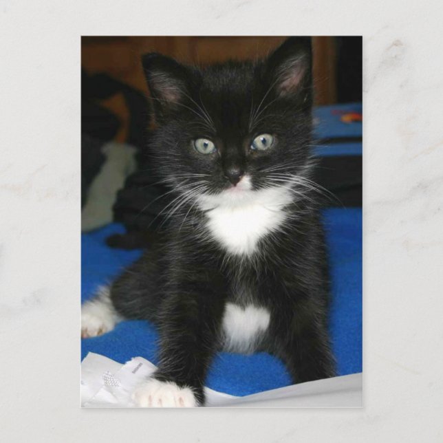 Postale Carte Fuzzy Kitten (Devant)