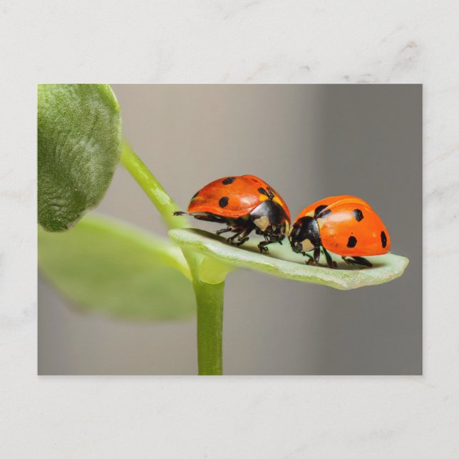Postale Carte Ladybugs (Devant)