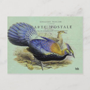 Postale Carte oiseau violet