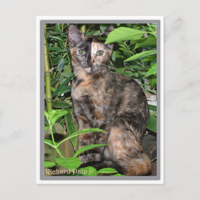 Postale Carte Panier (Devant)