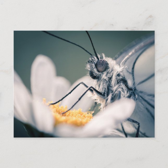 Postale Carte papillon Gazé (Devant)