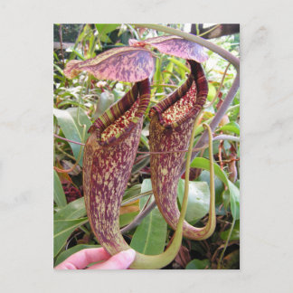 Postale Carte photo Nepenthes rafflesiana