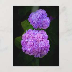 Postale Carte photographiée avec une belle boite rose hort
