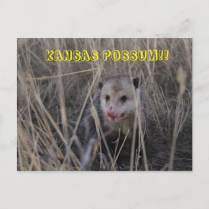 Postale Carte Possum Kansas.