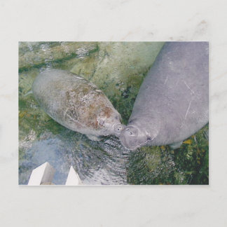 Postale Carte Post Smooch Manatee