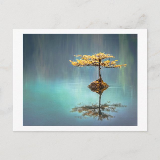 POSTALE CARTE POSTALE: ARBRE SUR UNE ÎLE (Devant)