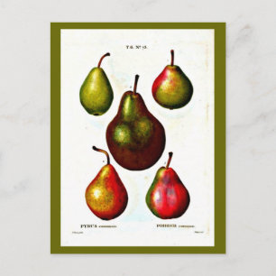 Postale Carte postale-Botaniques-Pierre Joseph Redoute 11
