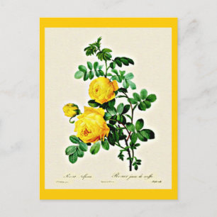 Postale Carte postale-Botaniques-Pierre Joseph Redoute 13