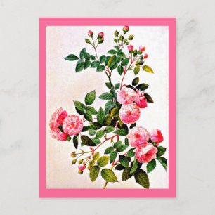 Postale Carte postale-Botaniques-Pierre Joseph Redoute 14