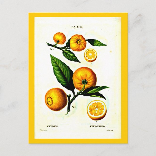 Postale Carte postale-Botaniques-Pierre Joseph Redoute 23 (Devant)