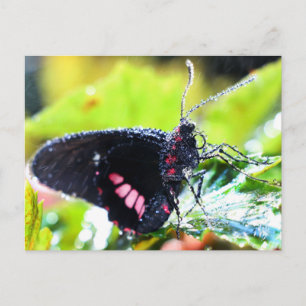 Postale Carte postale/Doris Longwing Butterfly