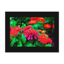 Carte postale-Fleurs-61