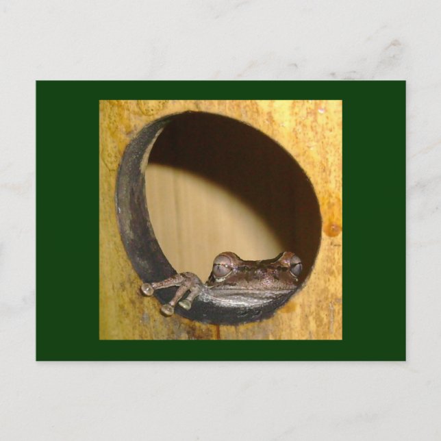 Postale Carte postale, Frog House (Devant)