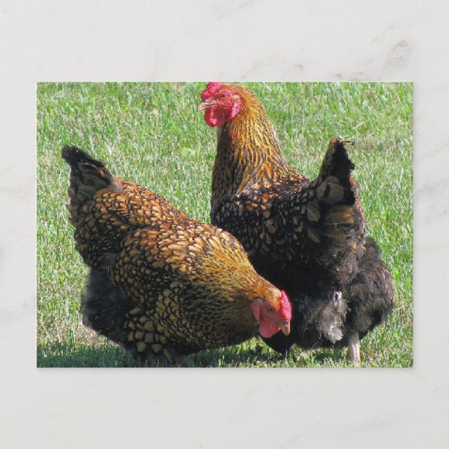 Postale Carte postale, Hen Sisters (Devant)