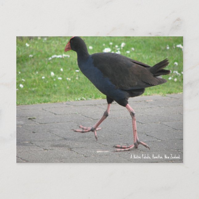 Postale Carte postale, Native Pukeko, Hamilton, Nouvelle-Z (Devant)