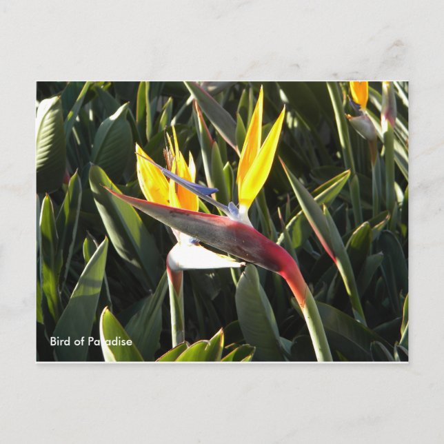 Postale Carte postale, Oiseau du Paradis (Devant)