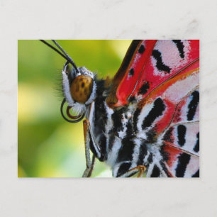 Postale Carte postale/Papillon dame peint