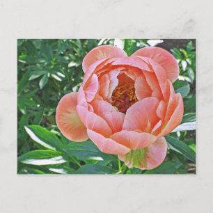 Postale carte postale, "PEACHY PINK PEONY"