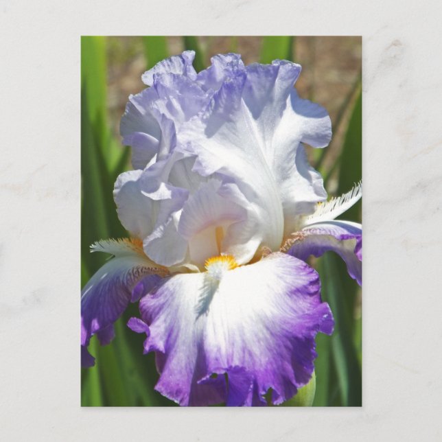 Postale carte postale, "PURPLE & WHITE IRIS AVEC TOUCHE D' (Devant)
