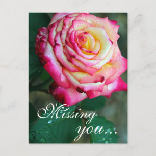 Postale Carte postale/rose et rose blanche