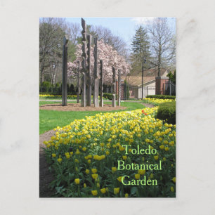 Postale carte postale/TOLEDO JARDIN BOTANIQUE/TULIPS JAUNE