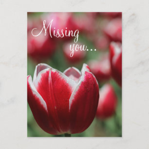 Postale Carte postale/Tulip