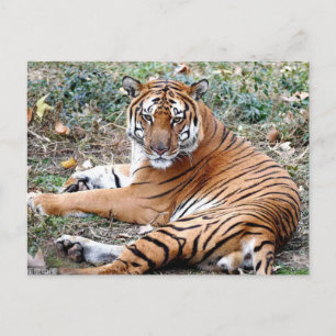 Postale Carte postaleAnimal