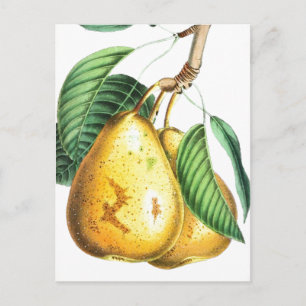 Postale Carte Recette poire d'or